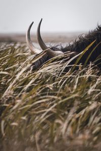 Close-up of lizard on land