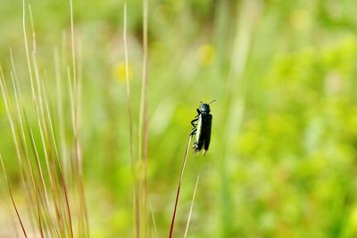 Close-up of insect on grass