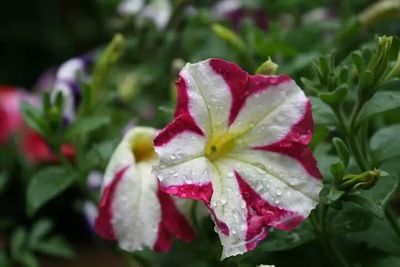 Close-up of pink flowers