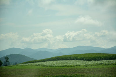 Scenic view of field against sky