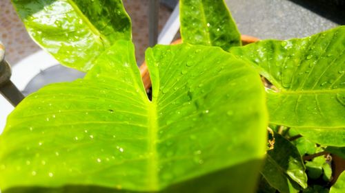 Close-up of leaves on leaf