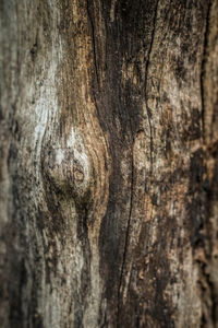 Full frame shot of tree trunk