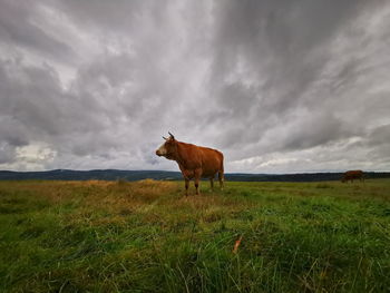 Horse standing in a field
