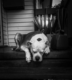 Portrait of a dog resting