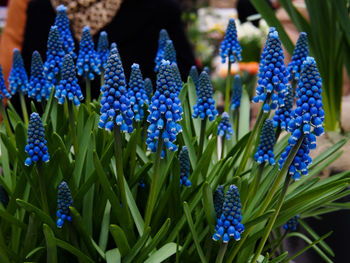 Close-up of blue flowering plants