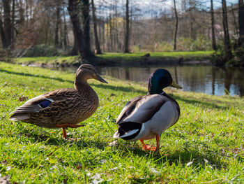 Ducks on a lake