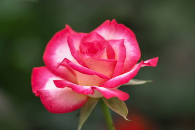 Close-up of pink rose