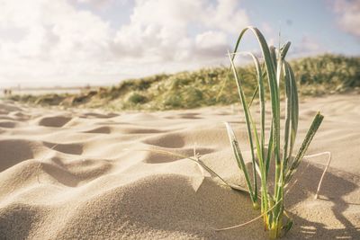 Close-up of sand on beach against sky