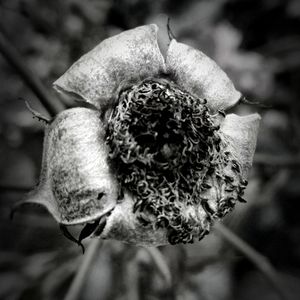 Close-up of flower plant