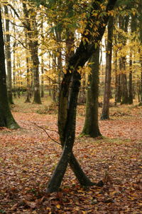 Fallen leaves in forest