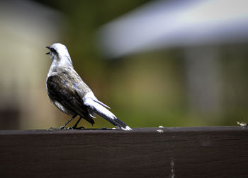 Close-up of bird perching on wooden railing