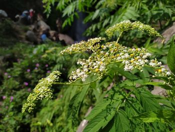 Close-up of flowering plant