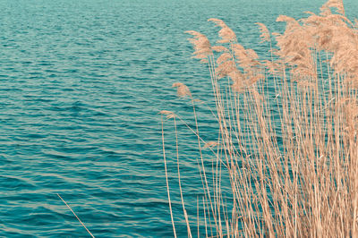 Grass at lakeshore