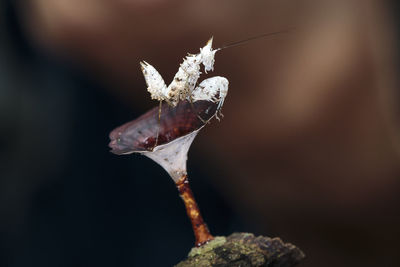 Close-up of praying mantis on fungus
