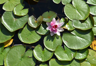 High angle view of lotus water lily