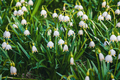 Close-up of white flowering plants on field