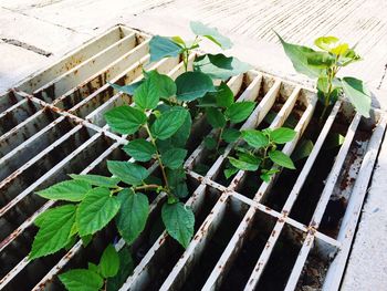 High angle view of plants