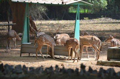 Axis deer near trough in zoo