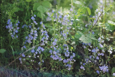 Close-up of purple flowering plants