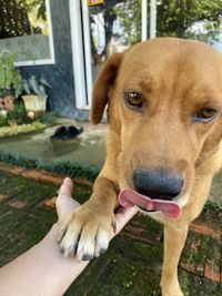Portrait of hand holding dog