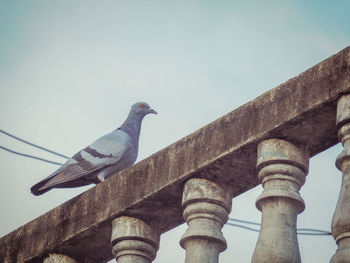 Low angle view of pigeon perching on railing