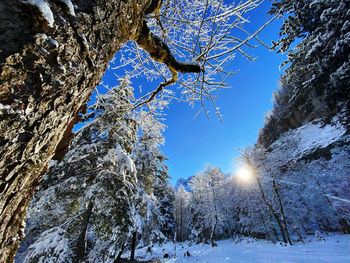 Low angle view of trees against sky during winter