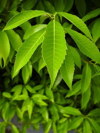 Full frame shot of green leaves