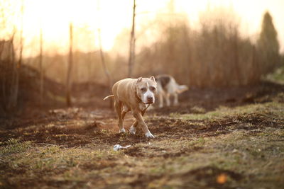 Portrait of dog running on field