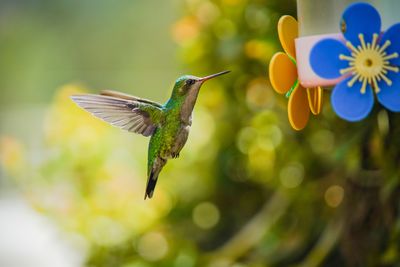 Close-up of bird flying