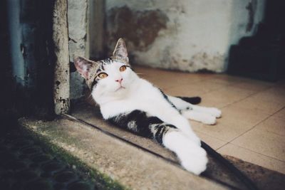 Cat looking away