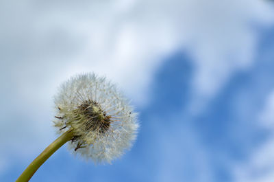 Close-up of dandelion against cloudy sky