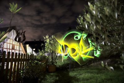 Close-up of illuminated plants at night