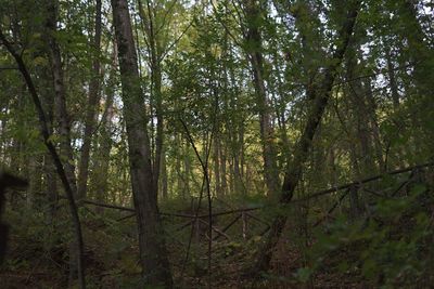 Trees in forest