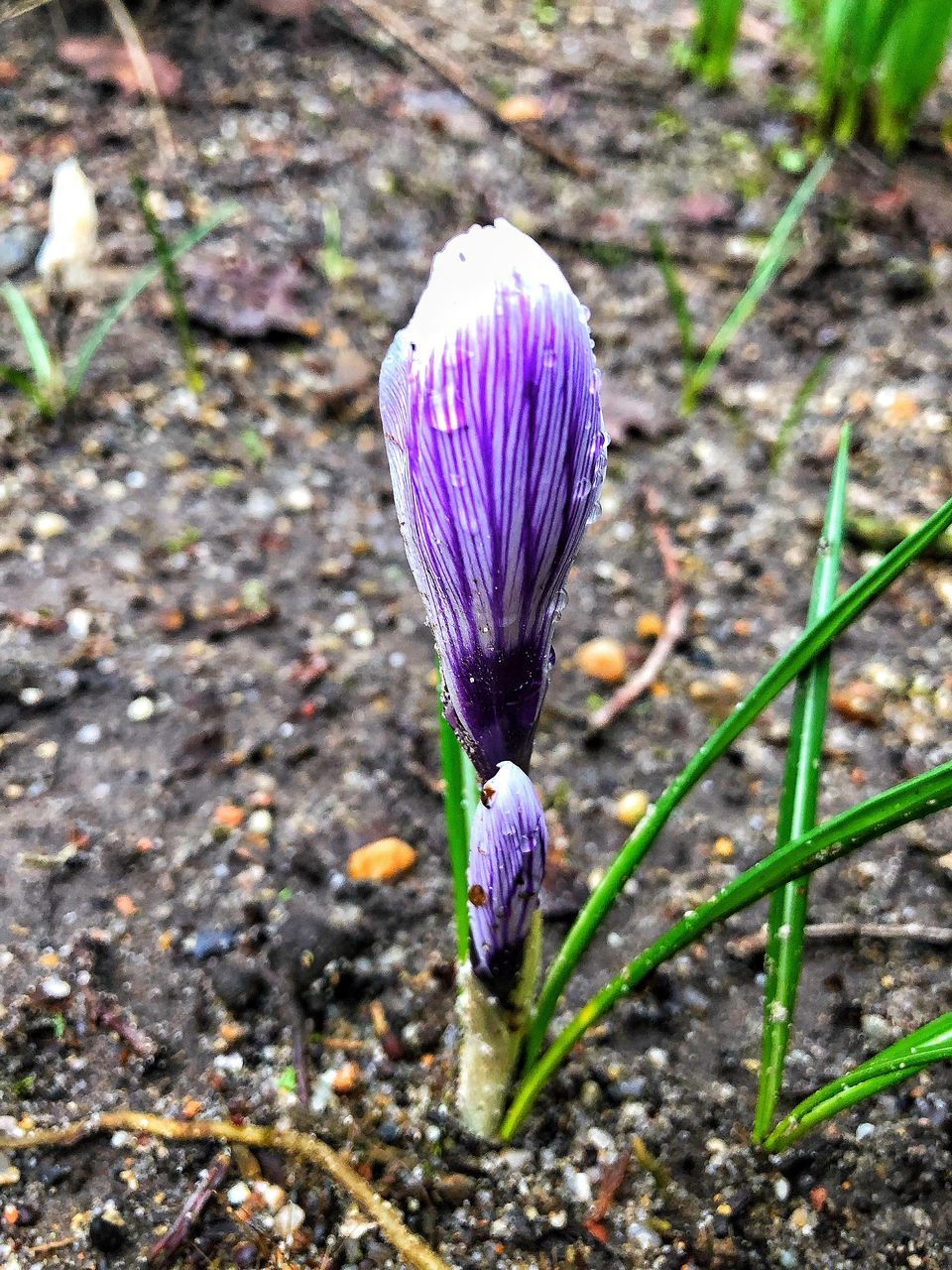 CLOSE-UP OF PURPLE CROCUS FLOWER GROWING ON LAND