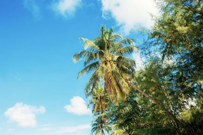 Low angle view of coconut palm tree against blue sky