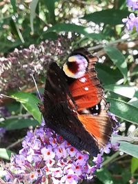 Close-up of butterfly perching on purple flower