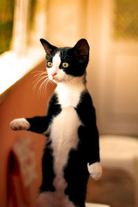 Portrait of cat sitting at home