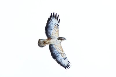 Low angle view of birds flying against clear sky