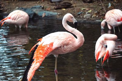 Side view of flamingoes in water