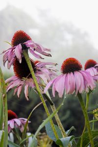 Close-up of coneflowers blooming outdoors