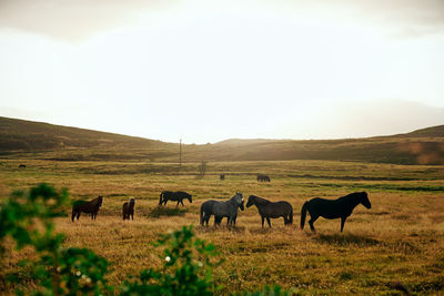 Herd of horses in meadow of countryside