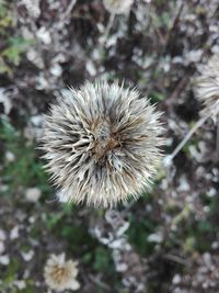 Close-up of wilted dandelion flower on field