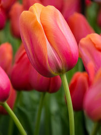 Close-up of pink flowers