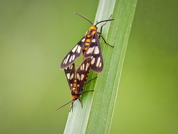 Close-up of butterflies mating on grass