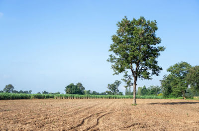 Field of green leaf sugarcane in agriculture planting farm land under blue sky