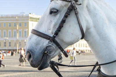 Close-up of the head of a white horse harnessed to a stroller in the city square. selective focus. 