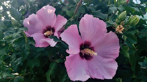 Close-up of pink hibiscus blooming outdoors