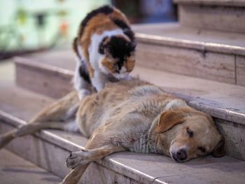 Dog lying down