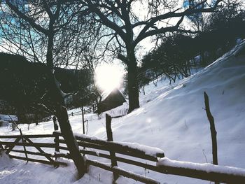 Trees on snow covered landscape