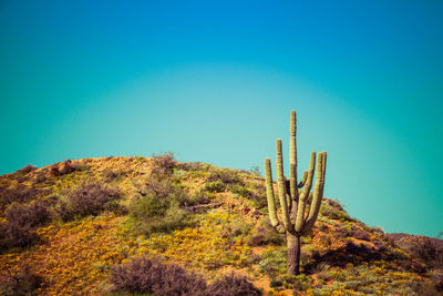 Cactus plants growing in desert against clear blue sky